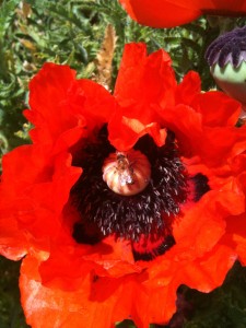 Bee Appreciation Class, with Del Whitman (our wonderful bee keeper)