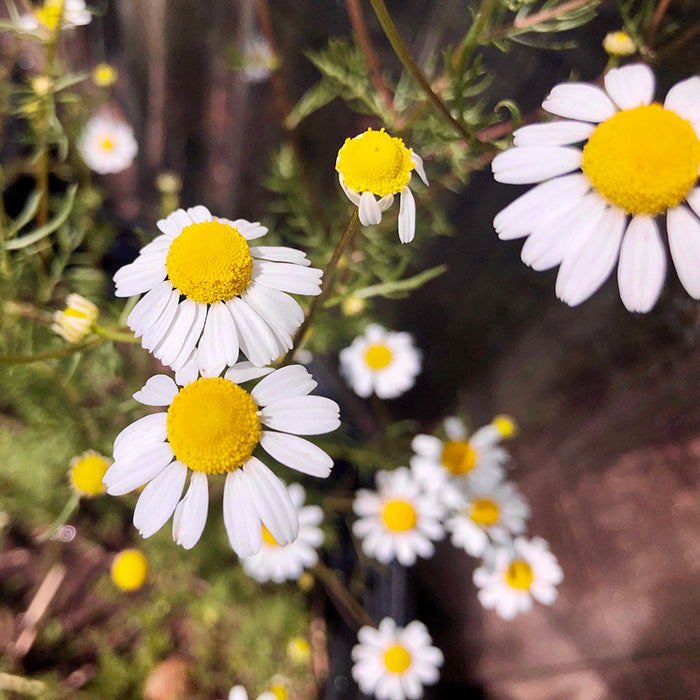 Tisanes/ Herbal Teas (no caffeine)