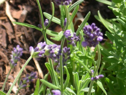 culinary lavender plant Lavender - Finest Culinary Grade (100% Grown Here)