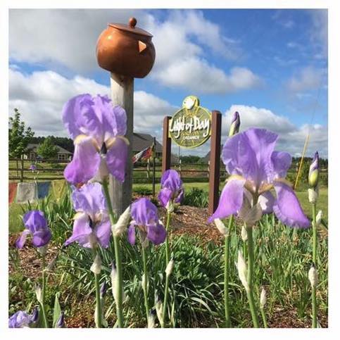 Teas to support us/ Letting it all out/ Educational Schedule/ Pop up tea shop hours