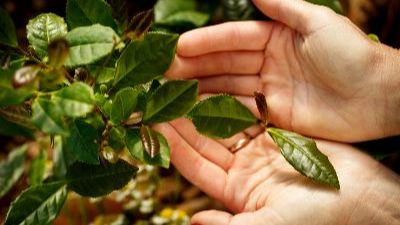 Taste and Tour Classes