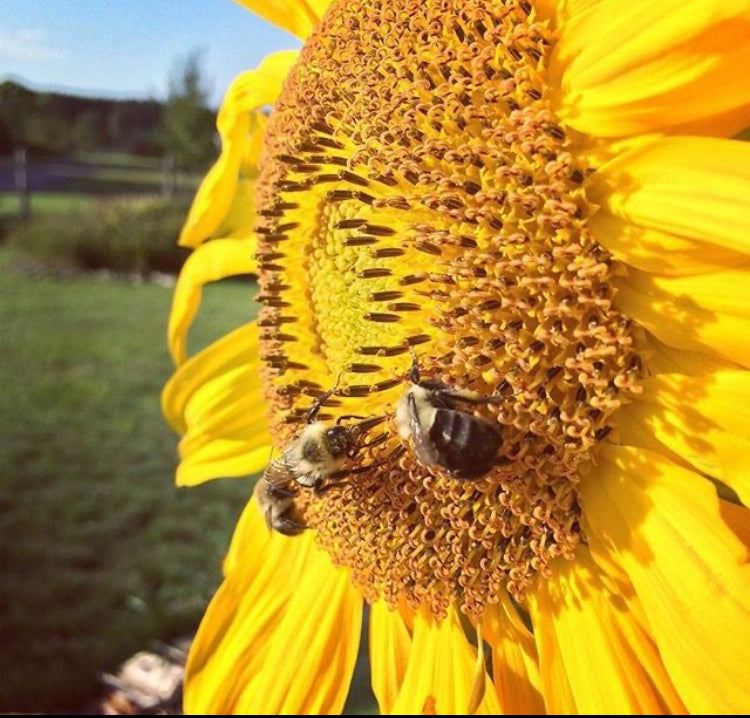 June 2024: Summer Solstice and Cold Tea Treats!