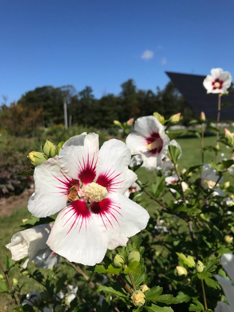 Summer Beauty Feast for weary winter eyes!
