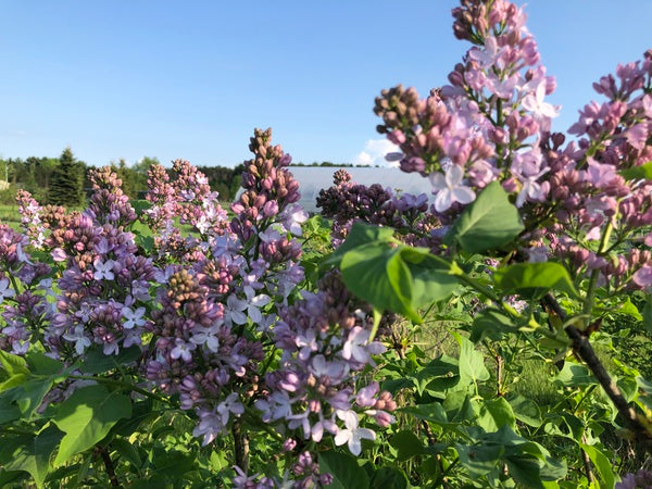 2021 Memorial Day Weekend Update