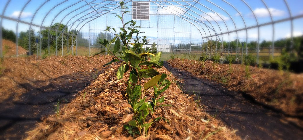 December 2017- Holiday Parade of Tea- Featured Teas of 2017