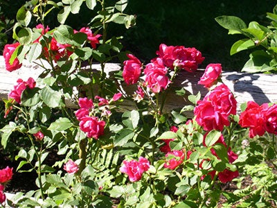 Enlivening Your Heart Exercise