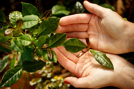 Tea is here to Support Us. Proactive Tips for Improving Health Habits