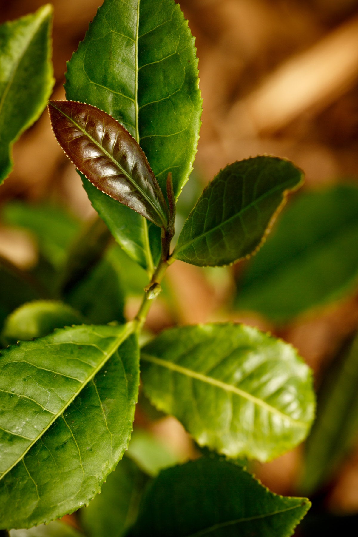 Peaceful Peninsulas- June 2019