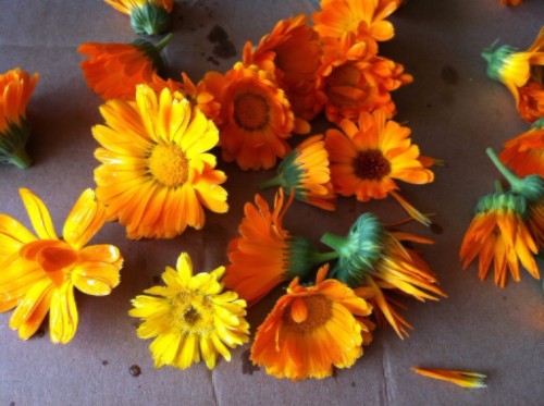 July 2017 "Leelanau Licorice" Feature