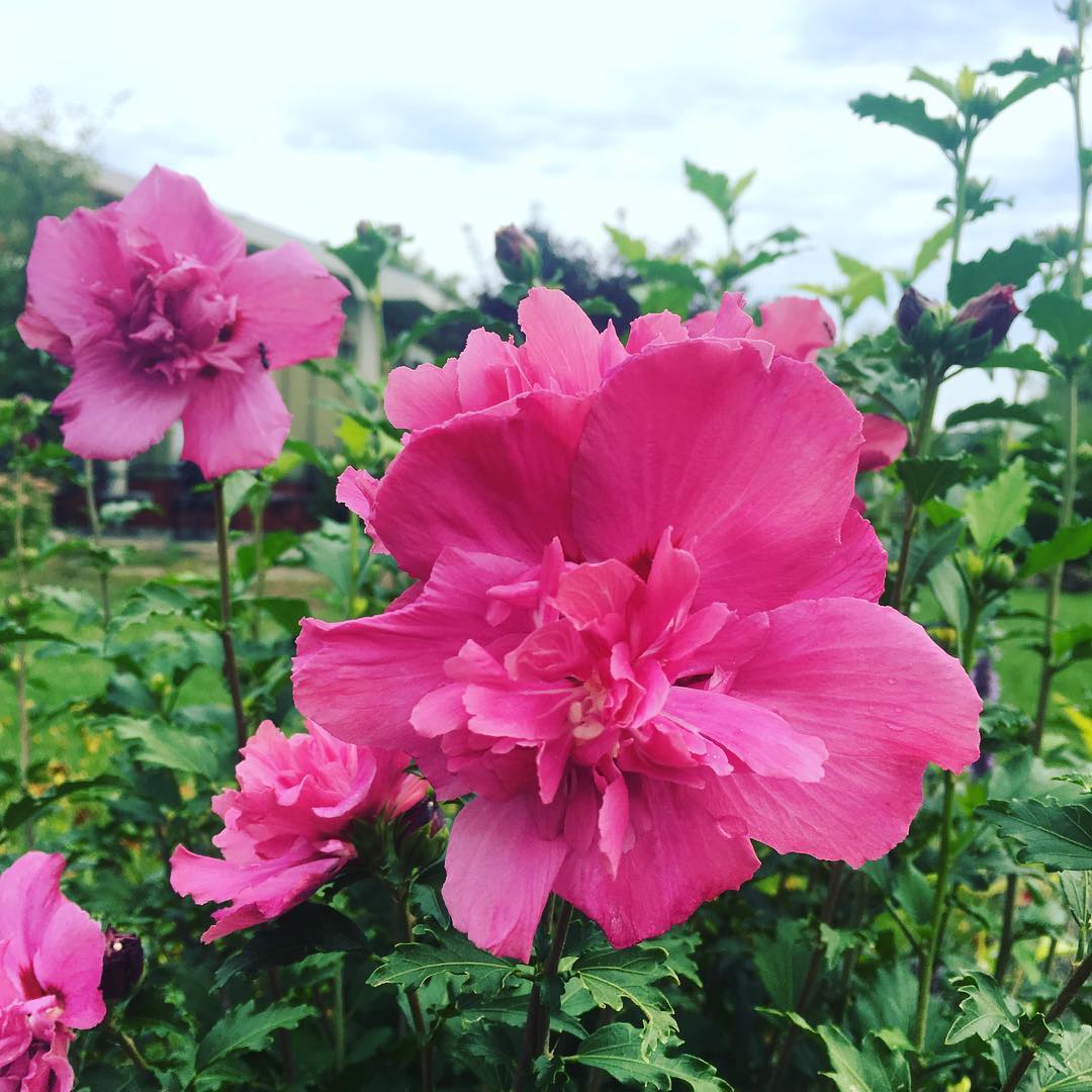 What's in Bloom- End of July-peak of Summer 2020 & Northern Harvest 20