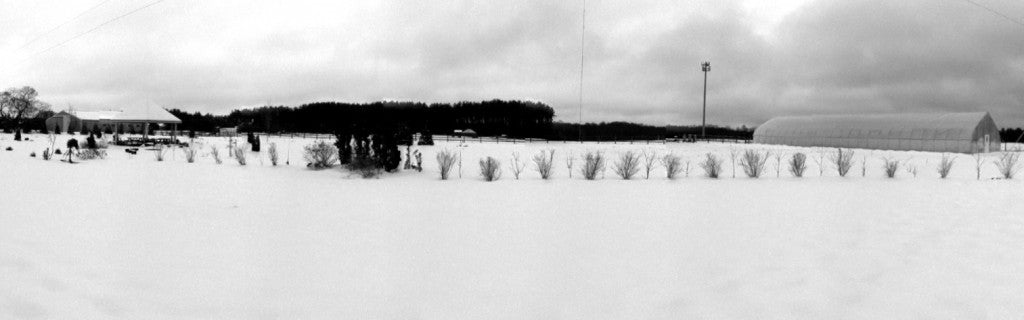 Finding Spring (just buried in the snow)