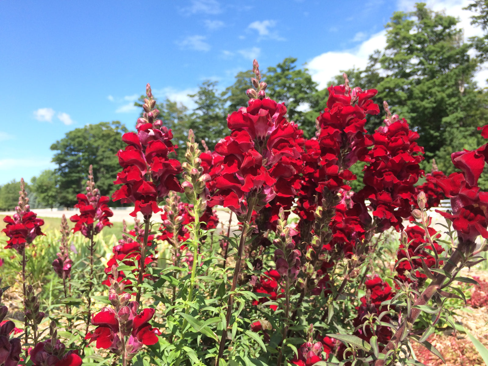 August Newsletter 2016