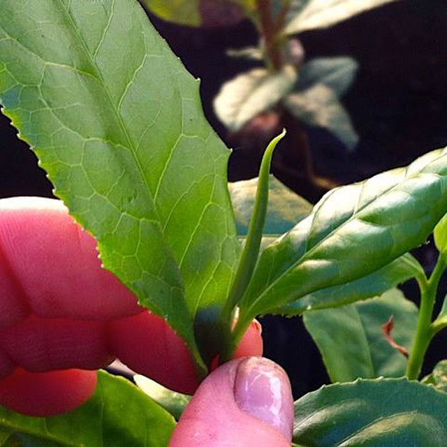 July 2019- Tea Flights, Summer Class Schedule