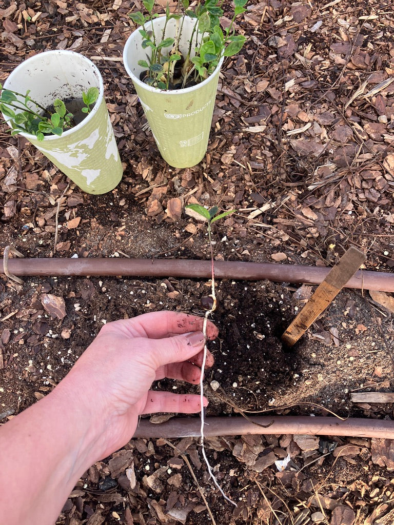 Classes- 2025 &#39;Taste &amp; Tour &#39;Tea Farm Workshops (May-Sept)