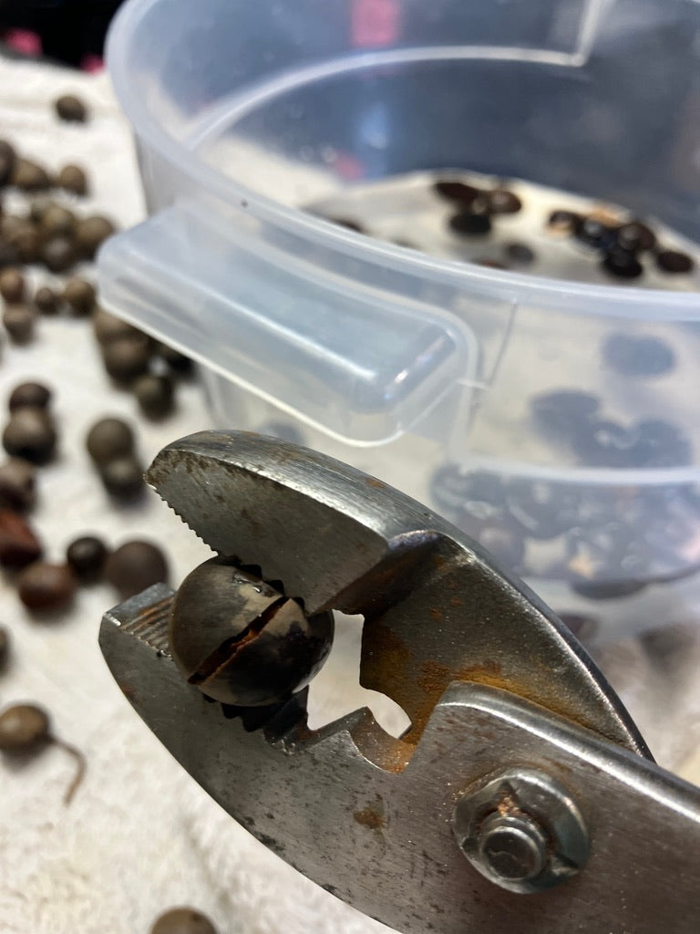 Classes- 2025 &#39;Taste &amp; Tour &#39;Tea Farm Workshops (May-Sept)