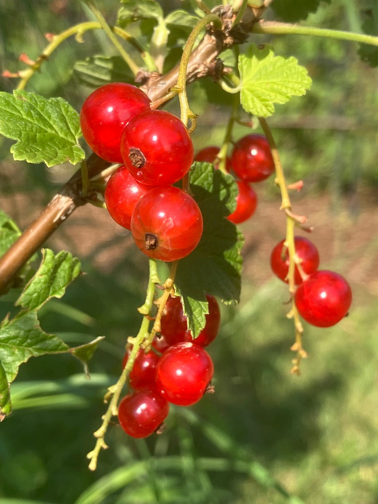 Class:  &quot;Taste and Tour&quot; Tea Farm Workshops (May-Sept)