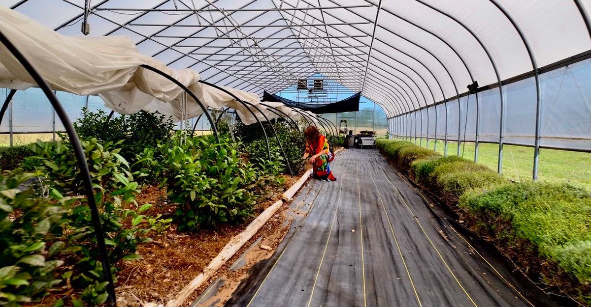 Classes- 2025 &#39;Taste &amp; Tour &#39;Tea Farm Workshops (May-Sept)