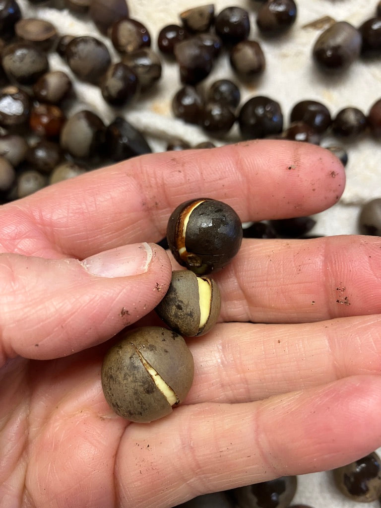 Classes- 2025 &#39;Taste &amp; Tour &#39;Tea Farm Workshops (May-Sept)