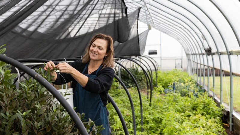 Classes- 2025 &#39;Taste &amp; Tour &#39;Tea Farm Workshops (May-Sept)