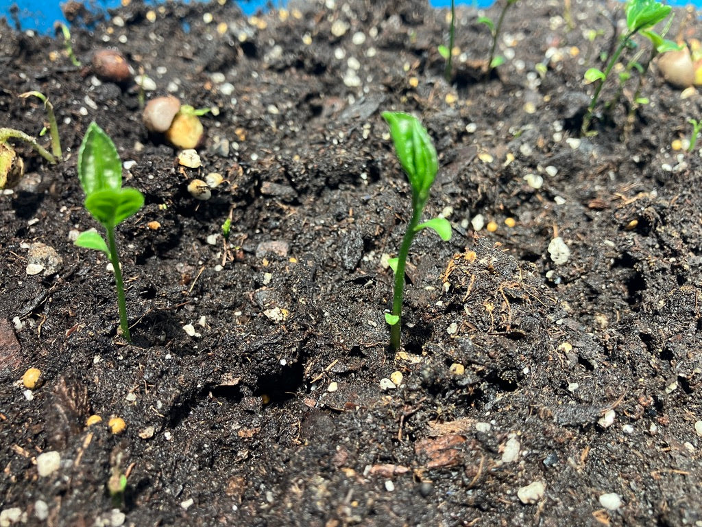 Classes- 2025 &#39;Taste &amp; Tour &#39;Tea Farm Workshops (May-Sept)