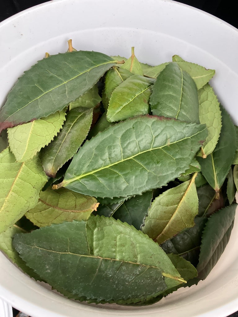 Classes- 2025 &#39;Taste &amp; Tour &#39;Tea Farm Workshops (May-Sept)