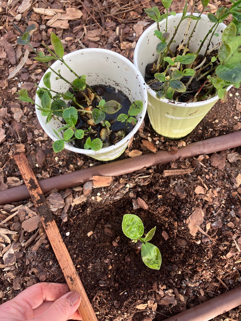 Classes- 2025 &#39;Taste &amp; Tour &#39;Tea Farm Workshops (May-Sept)