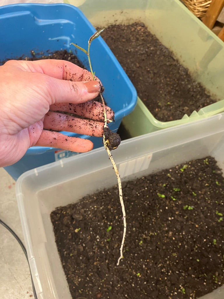 Classes- 2025 &#39;Taste &amp; Tour &#39;Tea Farm Workshops (May-Sept)
