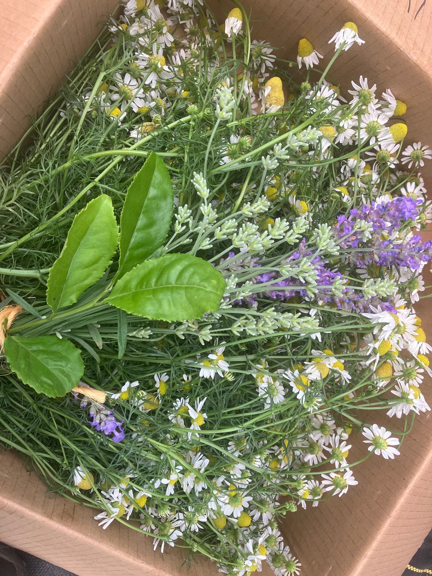 culinary lavender plants for sale Lavender - Finest Culinary Grade (100% Grown Here)