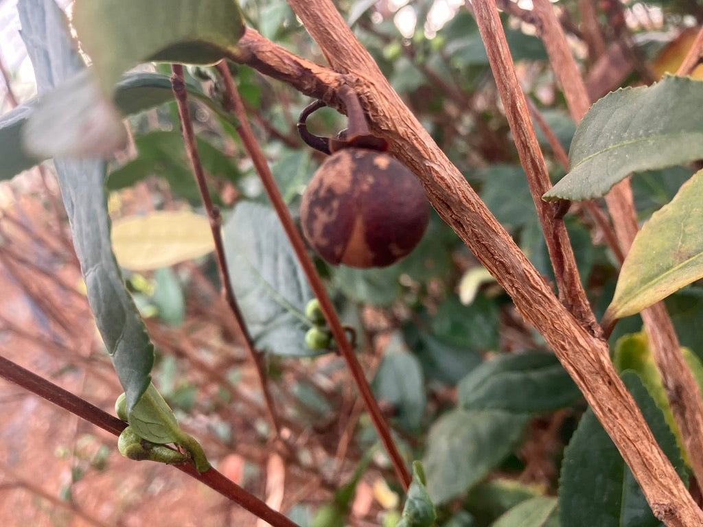 Classes- 2025 &#39;Taste &amp; Tour &#39;Tea Farm Workshops (May-Sept)