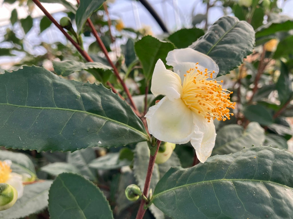 Classes- 2025 &#39;Taste &amp; Tour &#39;Tea Farm Workshops (May-Sept)