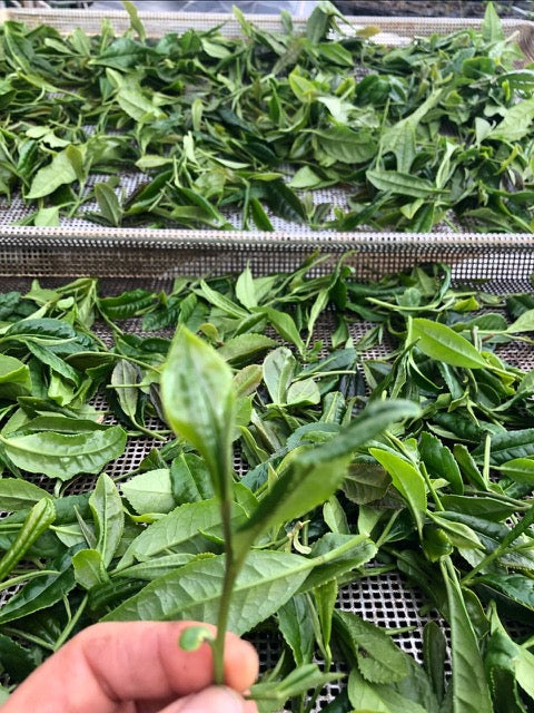 Classes- 2025 &#39;Taste &amp; Tour &#39;Tea Farm Workshops (May-Sept)