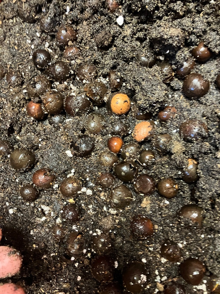 Classes- 2025 &#39;Taste &amp; Tour &#39;Tea Farm Workshops (May-Sept)
