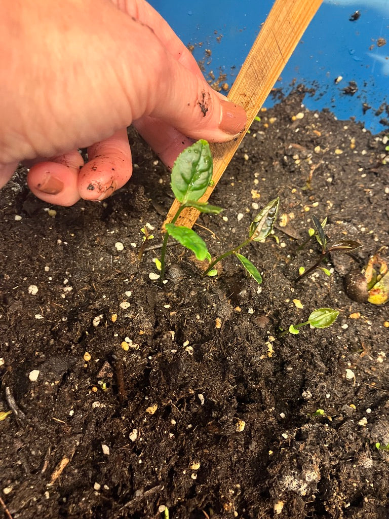 Classes- 2025 &#39;Taste &amp; Tour &#39;Tea Farm Workshops (May-Sept)