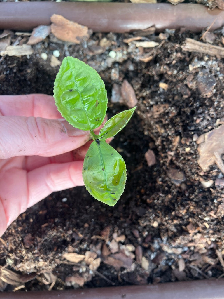 Classes- 2025 &#39;Taste &amp; Tour &#39;Tea Farm Workshops (May-Sept)
