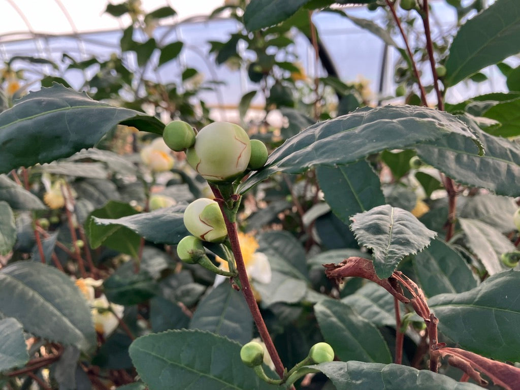 Classes- 2025 &#39;Taste &amp; Tour &#39;Tea Farm Workshops (May-Sept)
