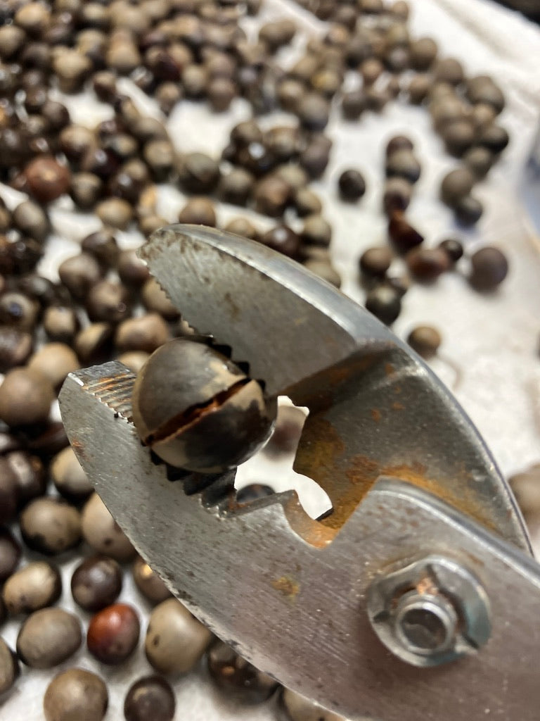 Classes- 2025 &#39;Taste &amp; Tour &#39;Tea Farm Workshops (May-Sept)