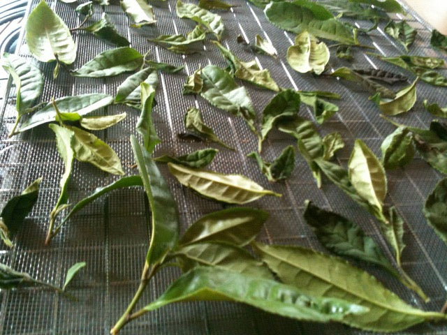 Classes- 2025 &#39;Taste &amp; Tour &#39;Tea Farm Workshops (May-Sept)