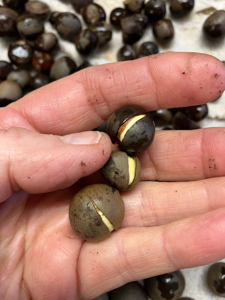 Classes- 2025 &#39;Taste &amp; Tour &#39;Tea Farm Workshops (May-Sept)
