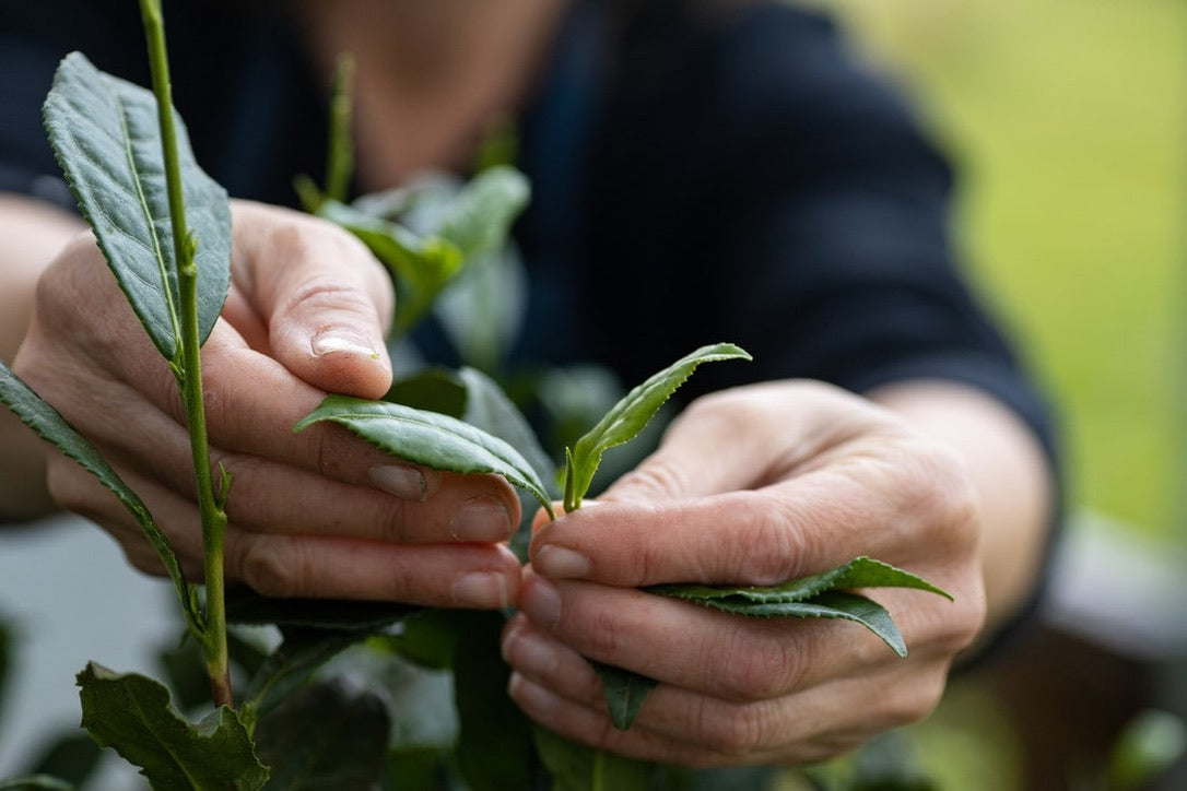 Classes- 2025 &#39;Taste &amp; Tour &#39;Tea Farm Workshops (May-Sept)