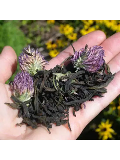 Light of Day Organics | Michigan's only Tea Farm! Established in 2003.