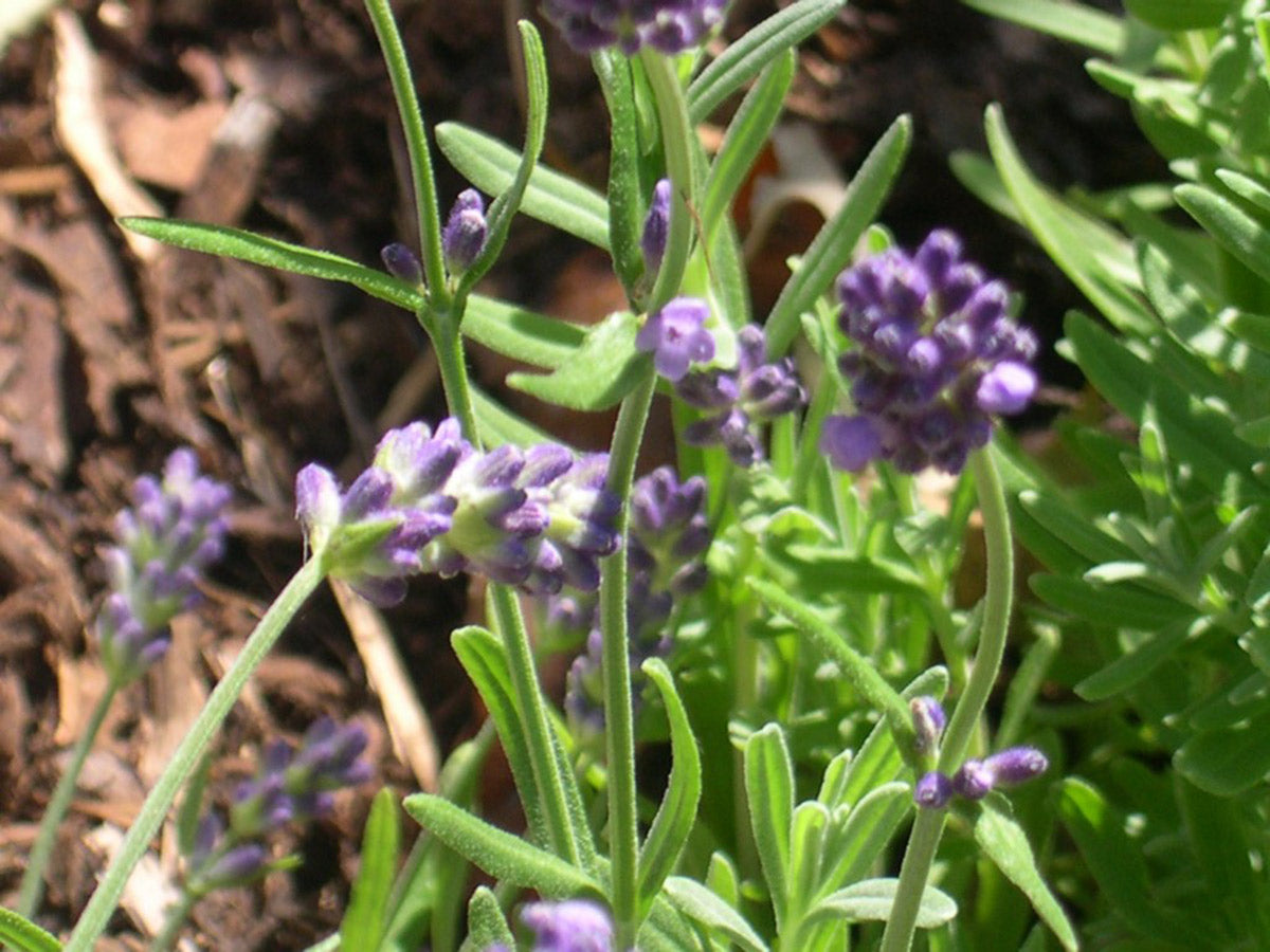 culinary lavender plant Lavender - Finest Culinary Grade (100% Grown Here)