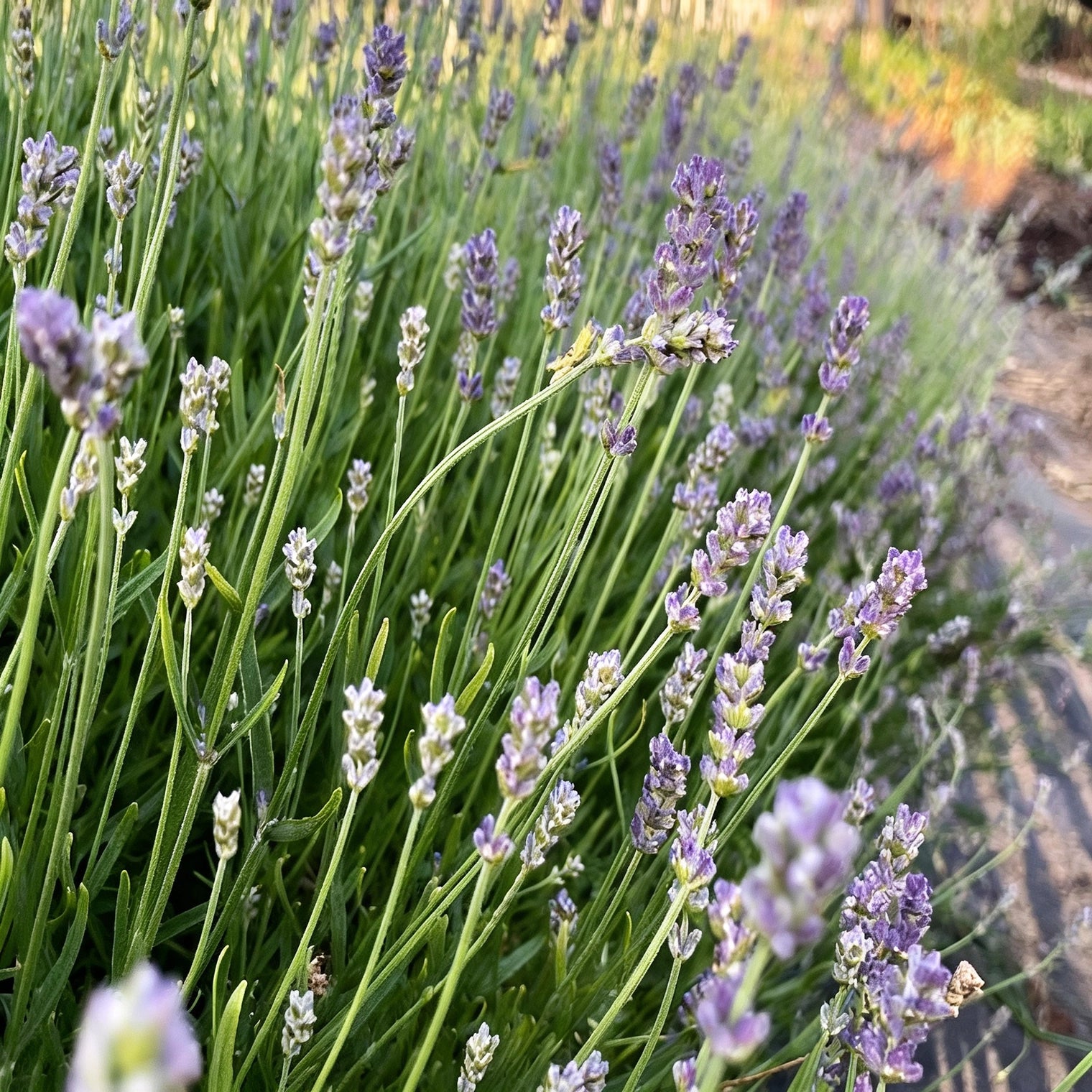 culinary lavender plant Lavender - Finest Culinary Grade (100% Grown Here)