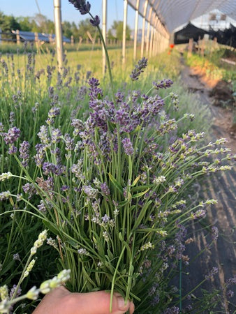 culinary lavender plant Lavender - Finest Culinary Grade (100% Grown Here)